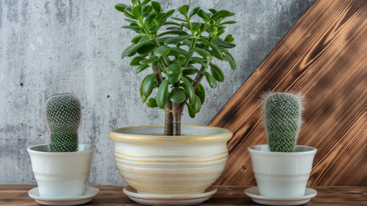 Collection of succulent houseplants on wooden shelf.