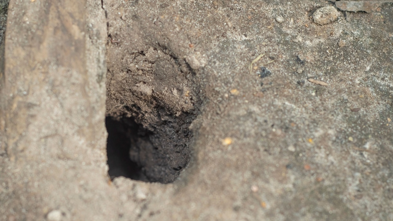 A hole in the ground. An empty burrow of a mole mouse.