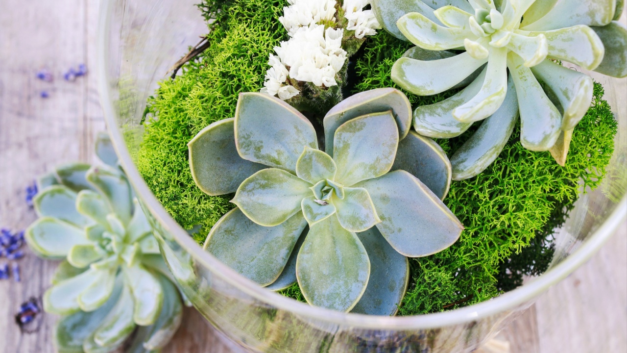 Succulents (echeveria) and moss in glass jar.