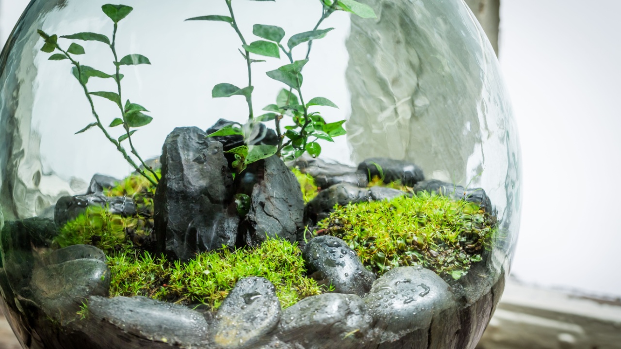 Stunning live plants in a jar, save the earth concept