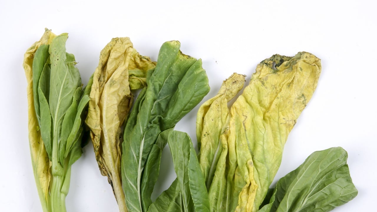 Rotten vegetable isolated on white background.