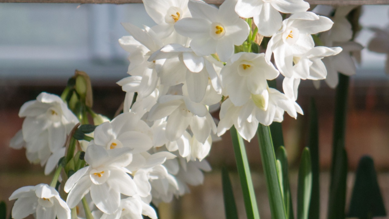 Paperwhite Daffodils (Narcissus papyraceus) in a Greenhouse During Winter in a Country Cottage Garden in Rural Devon, England, UK