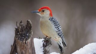 Red Headed Woodpecker perching on a branch covered in snow