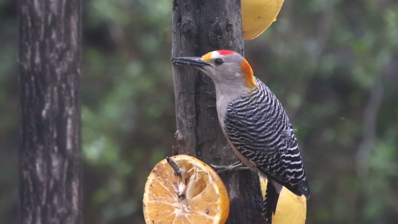 Golden-fronted Woodpecker