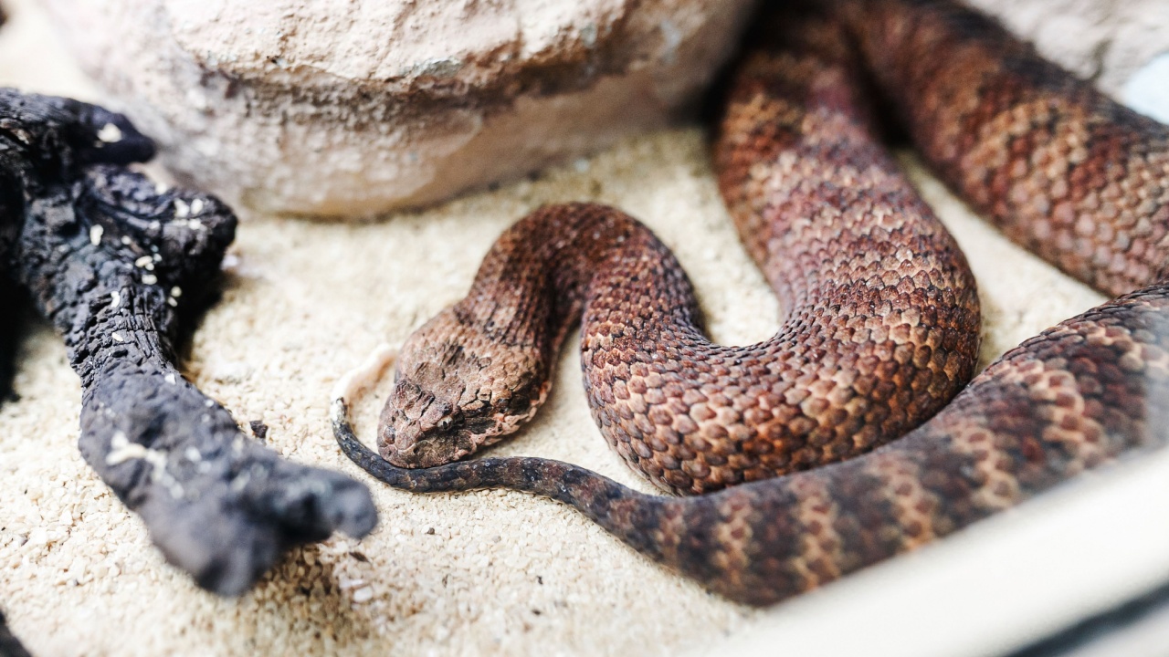 Danger Australian common death adder or acanthophis antarcticus