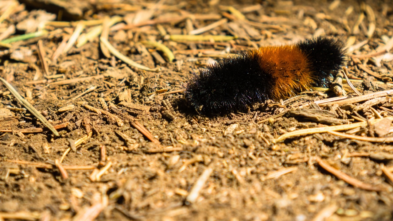 Close up of Isabella Tiger Moth or Banded Woolybear (Pyrrharctia isabella) caterpillar, Calaveras Big Trees State Park, California