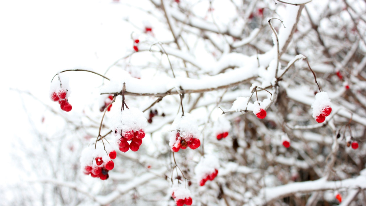 Red viburnum berries in snow on branch