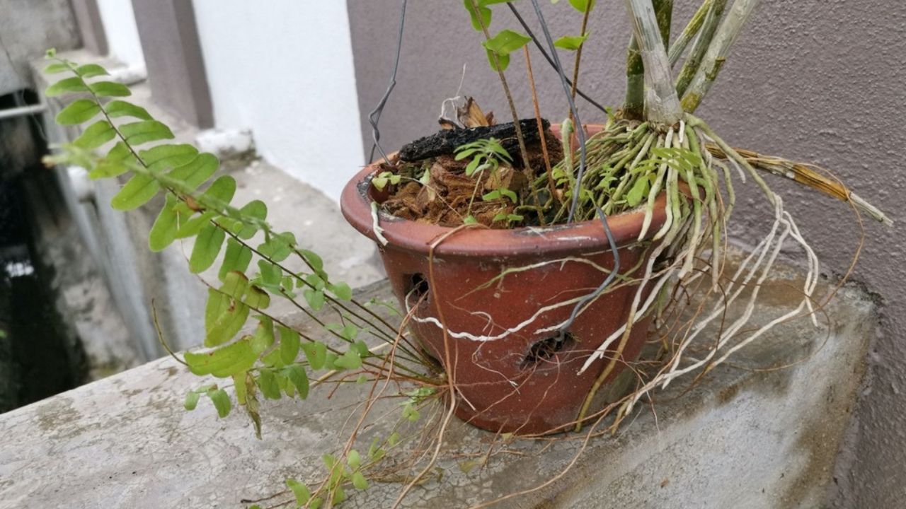 Squirrel's foot fern plant in the pot