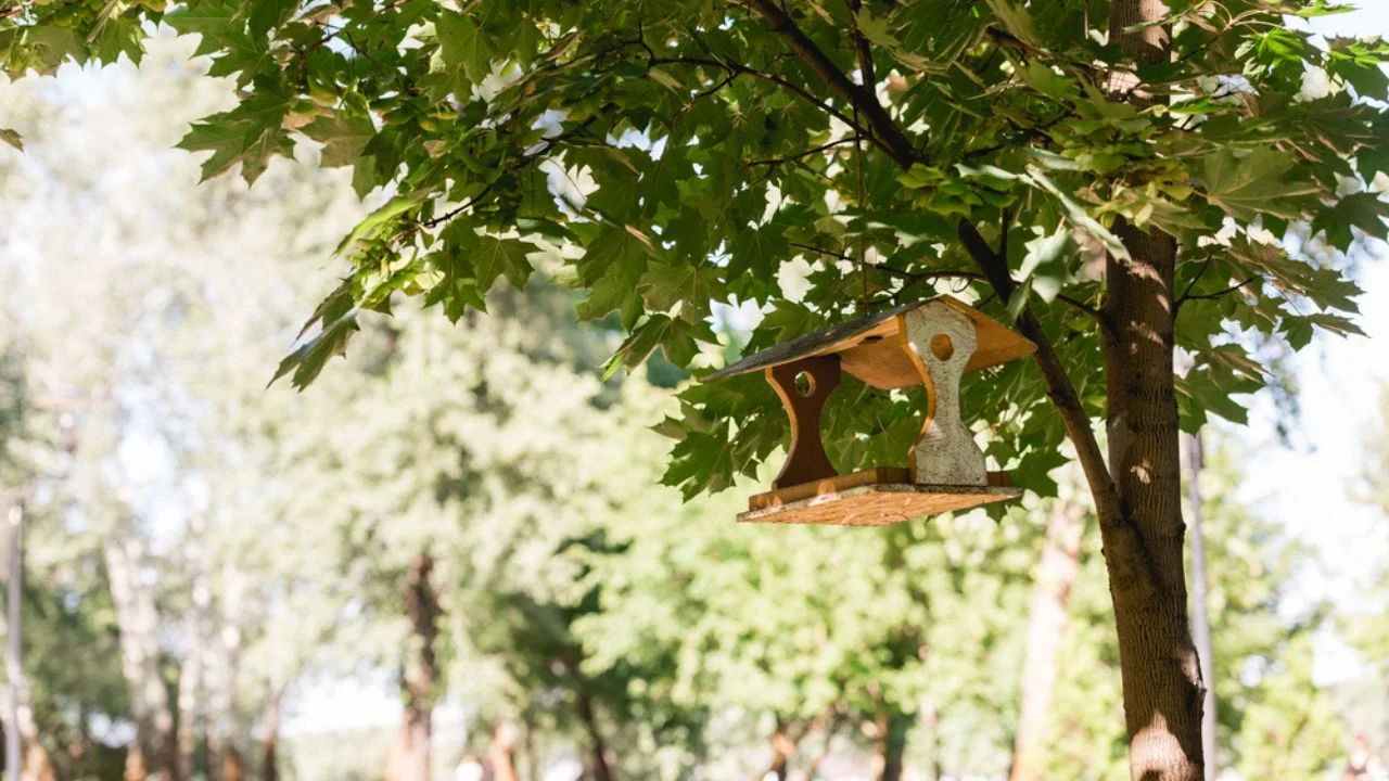Sunshine on tree with green leaves and wooden bird feeder