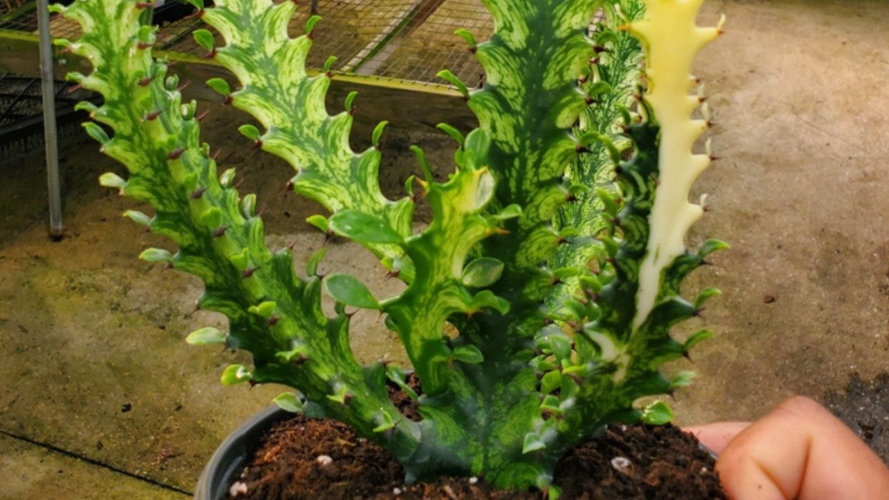 The unique white and green marbled pattern of Euphorbia Trigona Mint Cream, a rare cactus