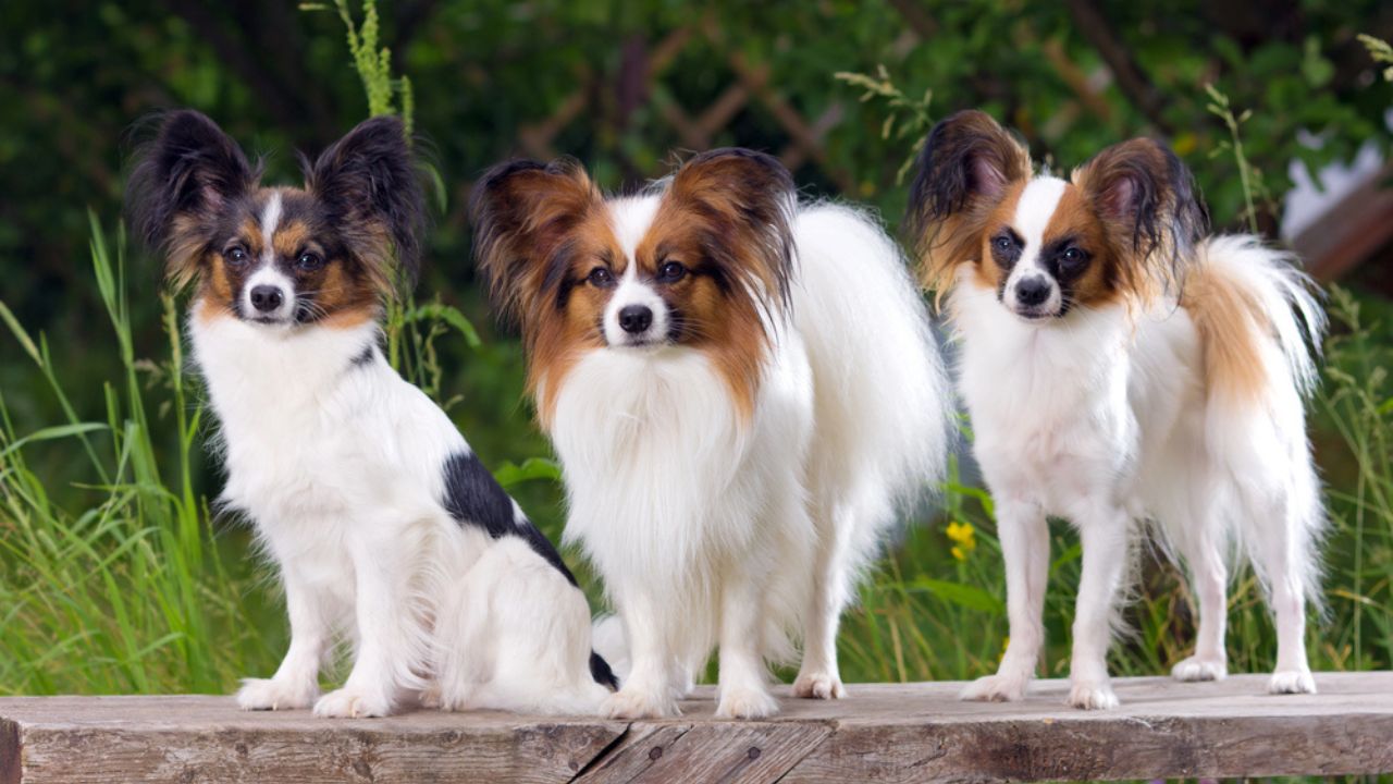 Three Papillons