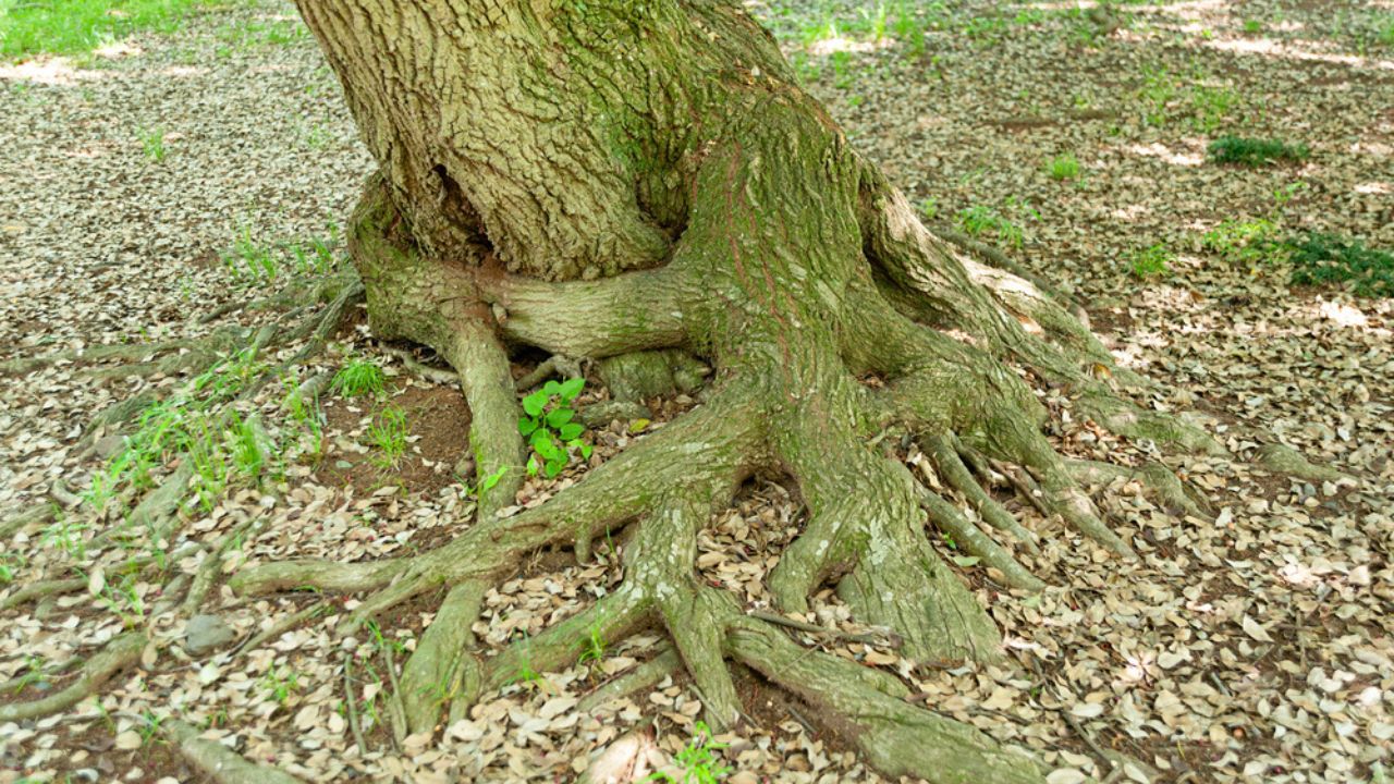 Tree trunk with green moss on the trunk and roots exposed with brown leaves scattered on the ground in winter day in Japan