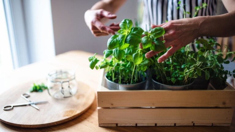 Unrecognizable woman indoors at home, cutting green herbs