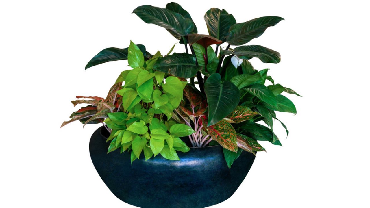Various types of tropical foliage plants bush (Philodendron, Golden pothos, and Aglaonema) with green leaf Peace Lily flower, 