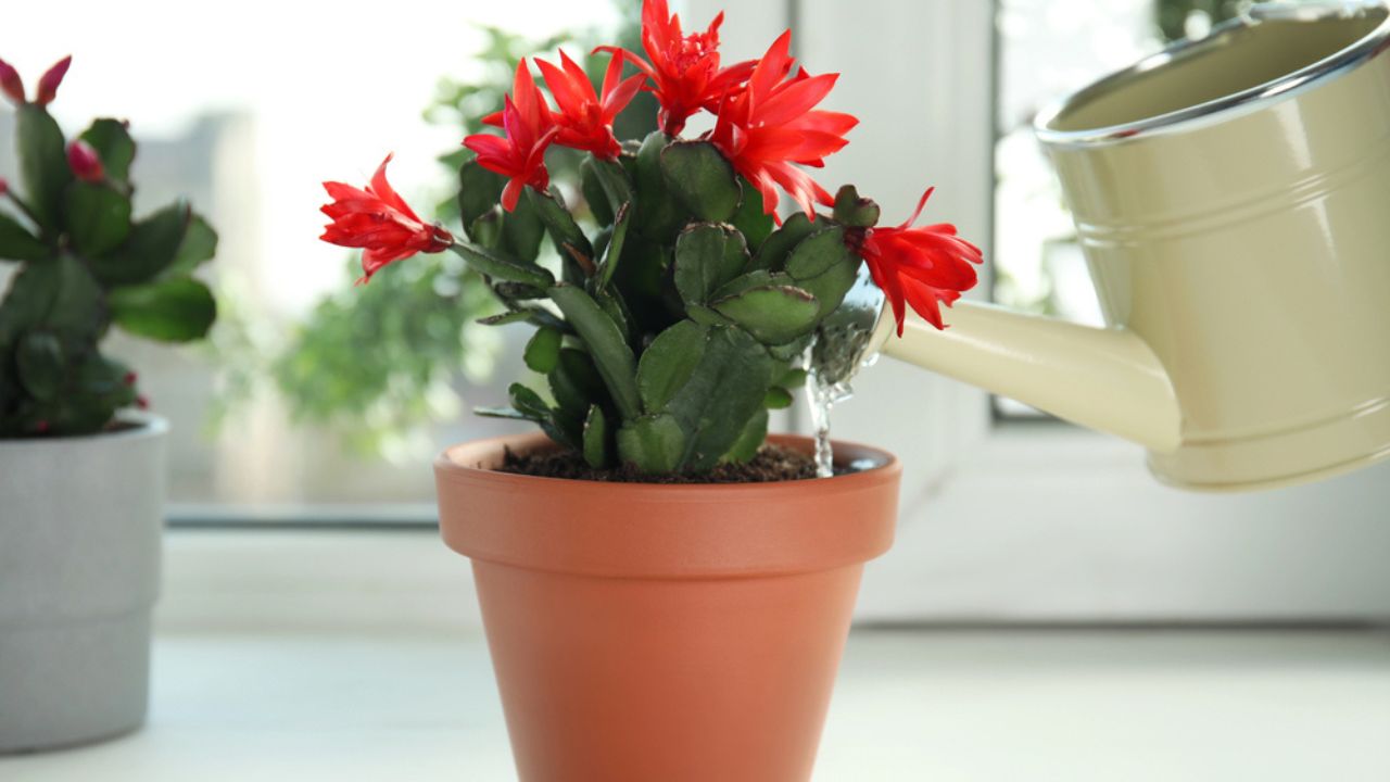 Watering beautiful blooming Schlumbergera plant (Christmas or Thanksgiving cactus) in pot on window sill