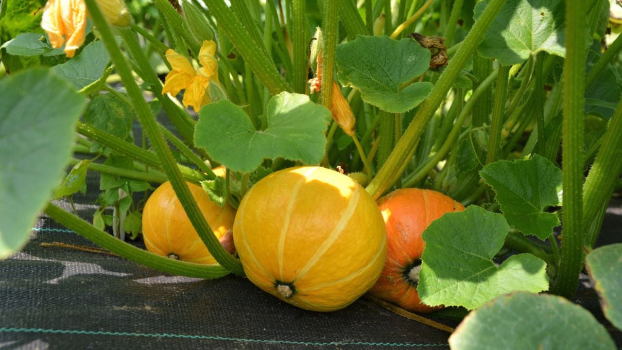 Winter squash plant