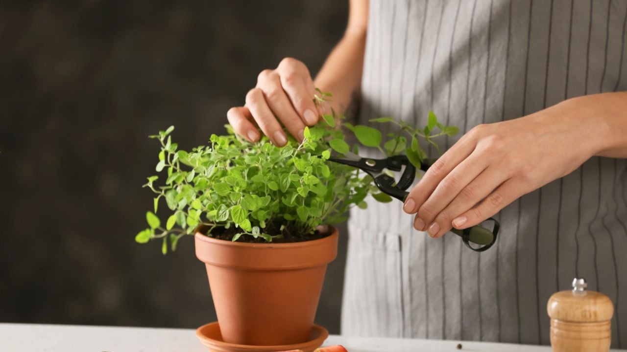 Woman cutting fresh oregano at table