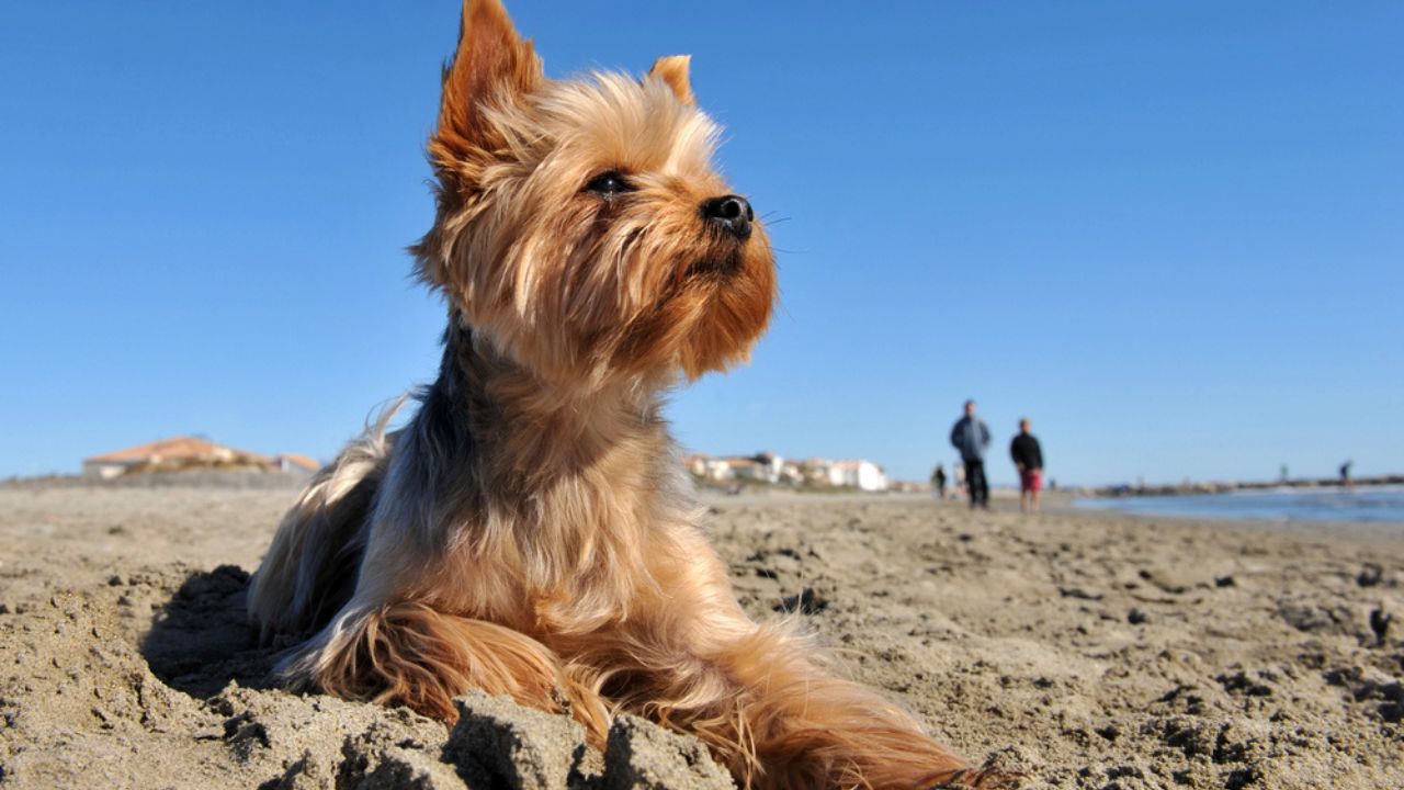 Yorkshire terrier on the beach