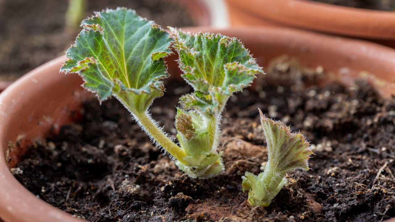 Young sprouts and leaves of tuberous begonia in a pot on the windowsill. Home flowers, hobby.
