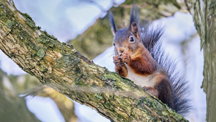 TikTok Gardeners Use Old-Time Lore to Forecast Winter Weather
