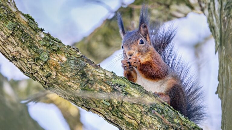 A squirrel sits on a snowy branch eating an acorn