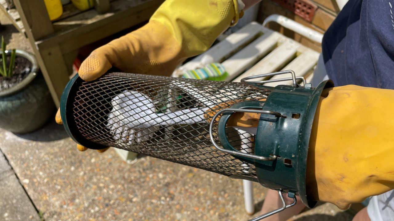 A seed bird feeder is being cleaned.A pair of gloved hands and scrubbing brush inside the metal mesh container
