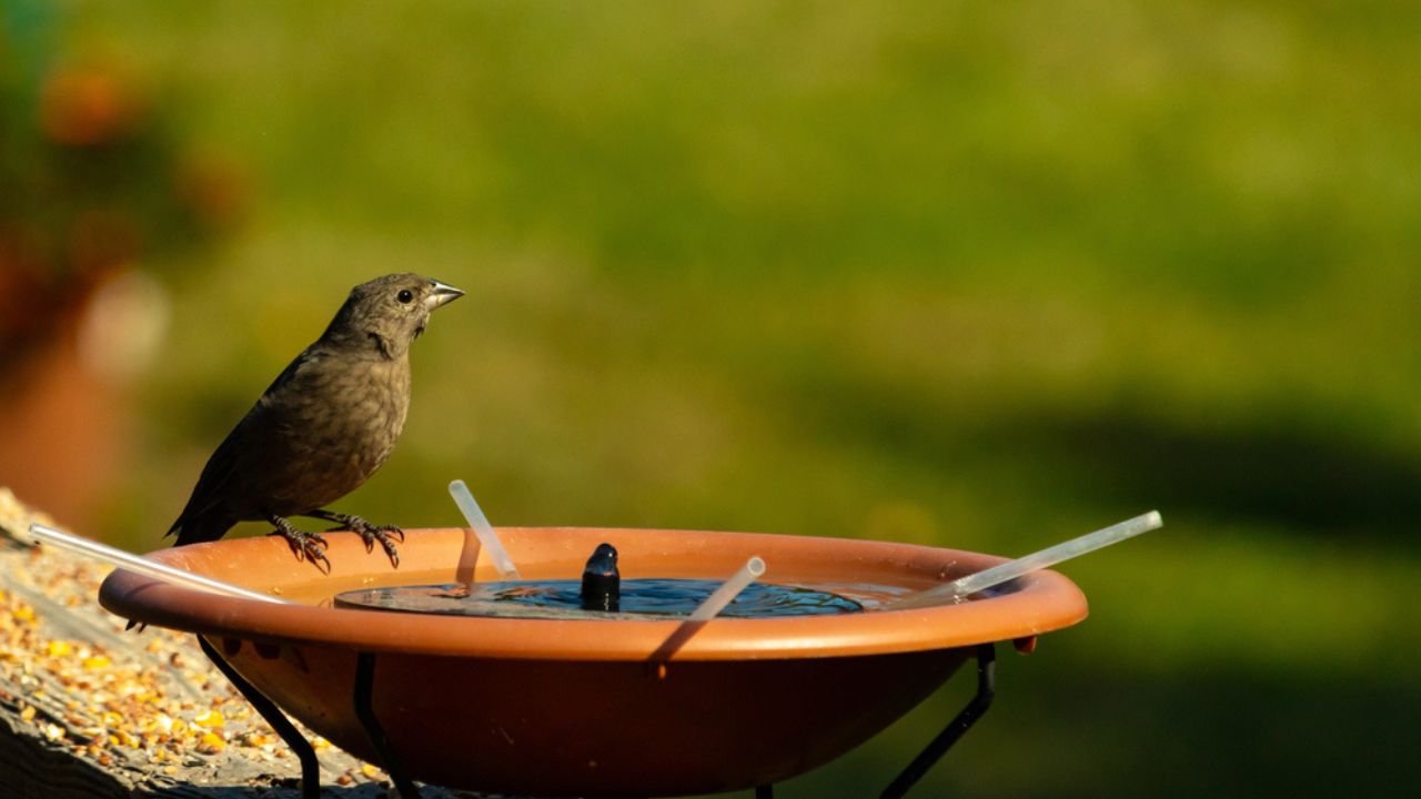 A small female cowbird perches on the edge of an orange bird bath, filled with blue water.