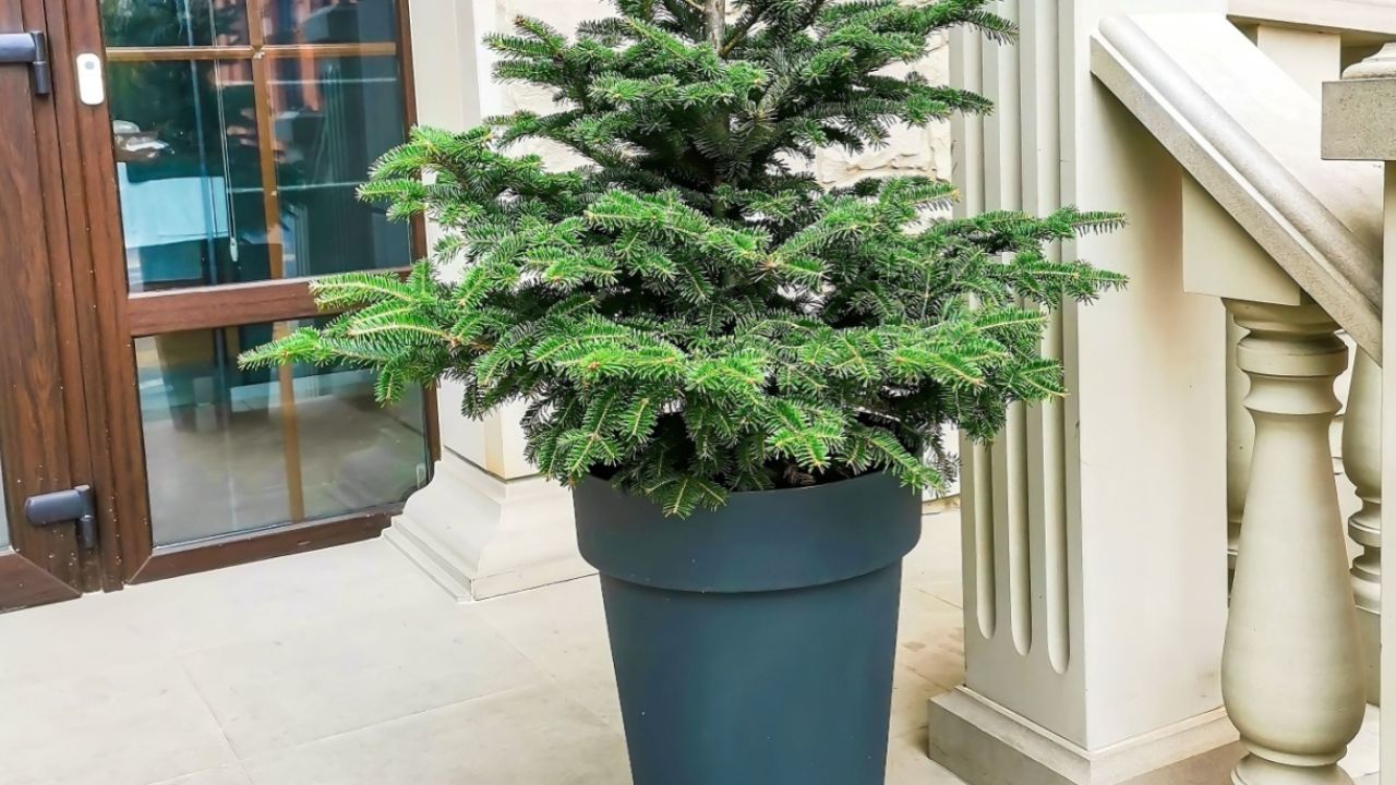 A small fresh Christmas tree in a pot on the doorstep