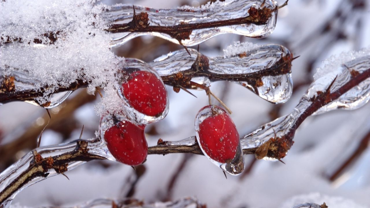 Barberry Red Leaf Japanes Shrub