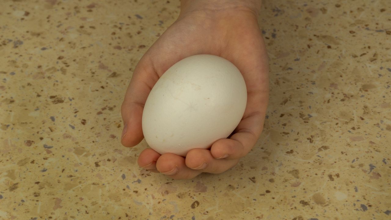 Beautiful brown egg in a childs hand.