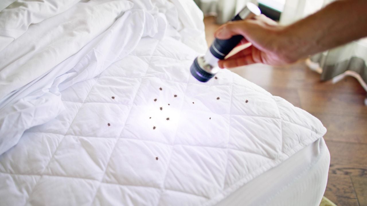 Bed Bug Infestation And Treatment Service. Bugs Extermination