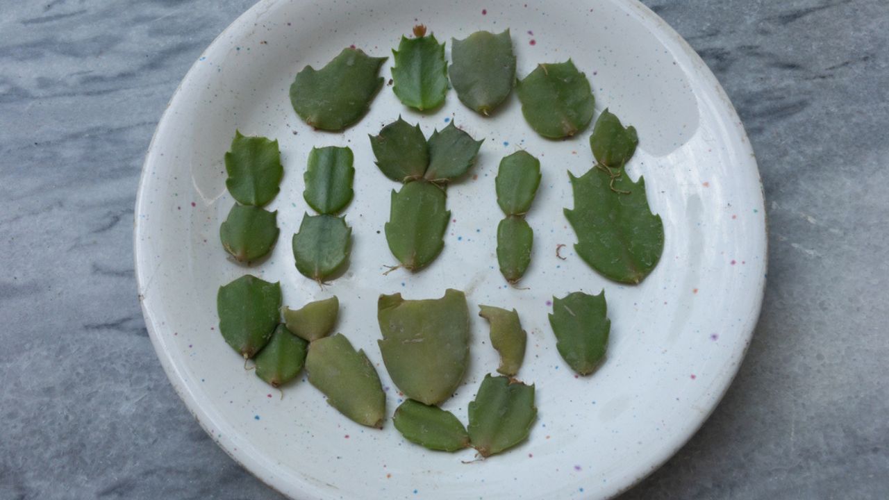 Christmas cactus schlumbergera cuttings closeup view