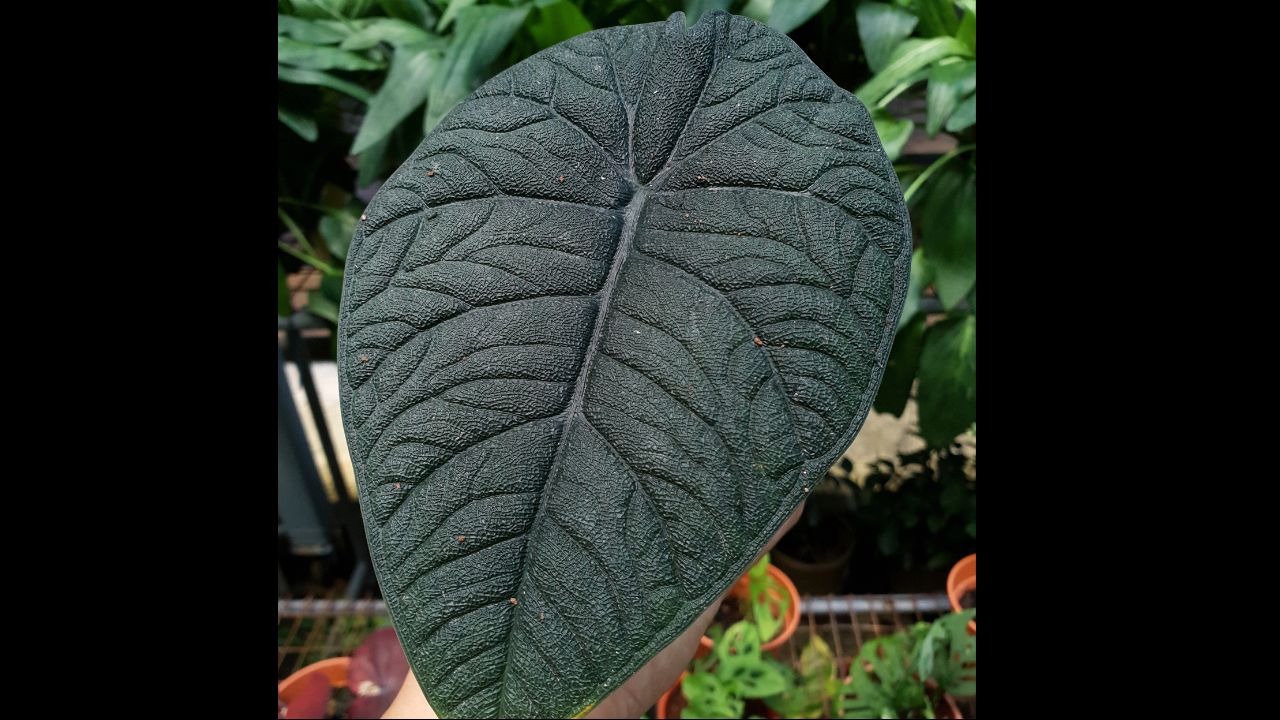 Close up of Alocasia Melo plants in pot selling in greenhouse of a nursery shop