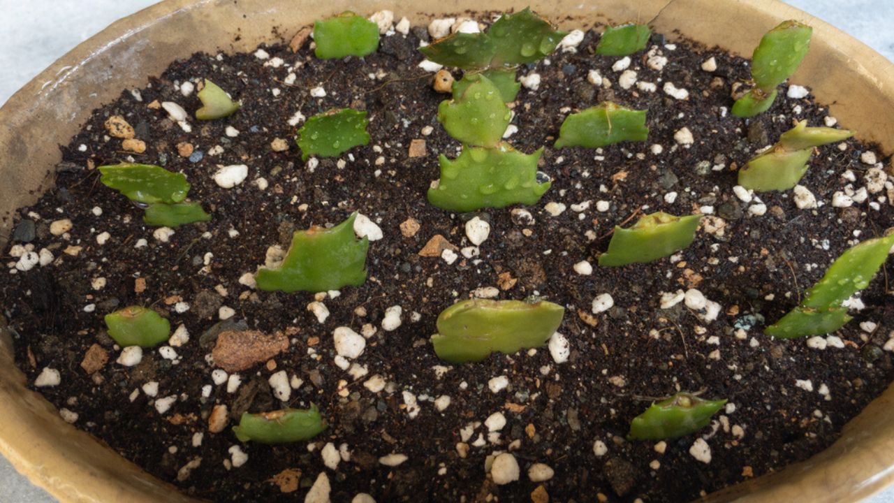 Closeup of a Closeup of a Christmas cactus growing in a soil from cuttings