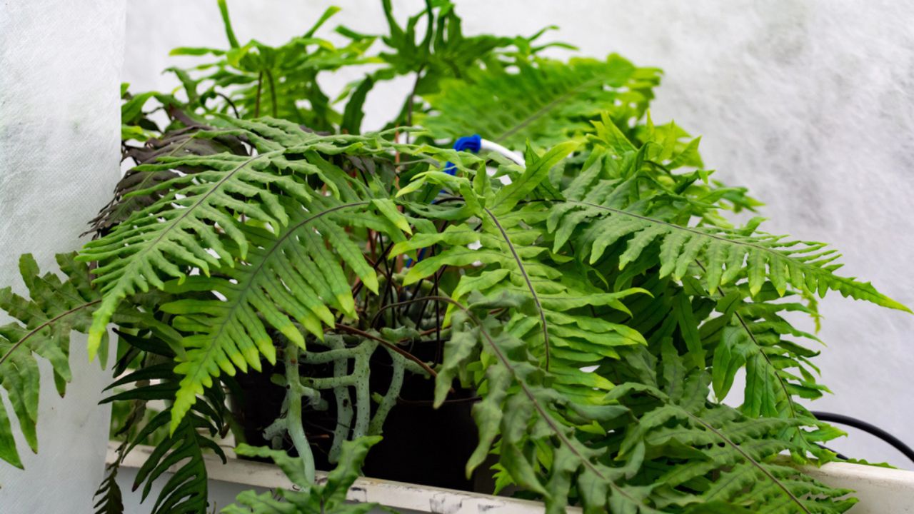 Cultivation of differenent indoor fern green plants in glasshouse in Westland, North Holland, Netherlands. Flora industry,