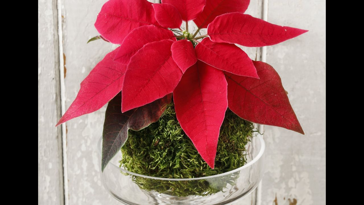 Florist at work: How to make christmas table decoration with red poinsettia flower and moss ball. Step by step, tutorial.