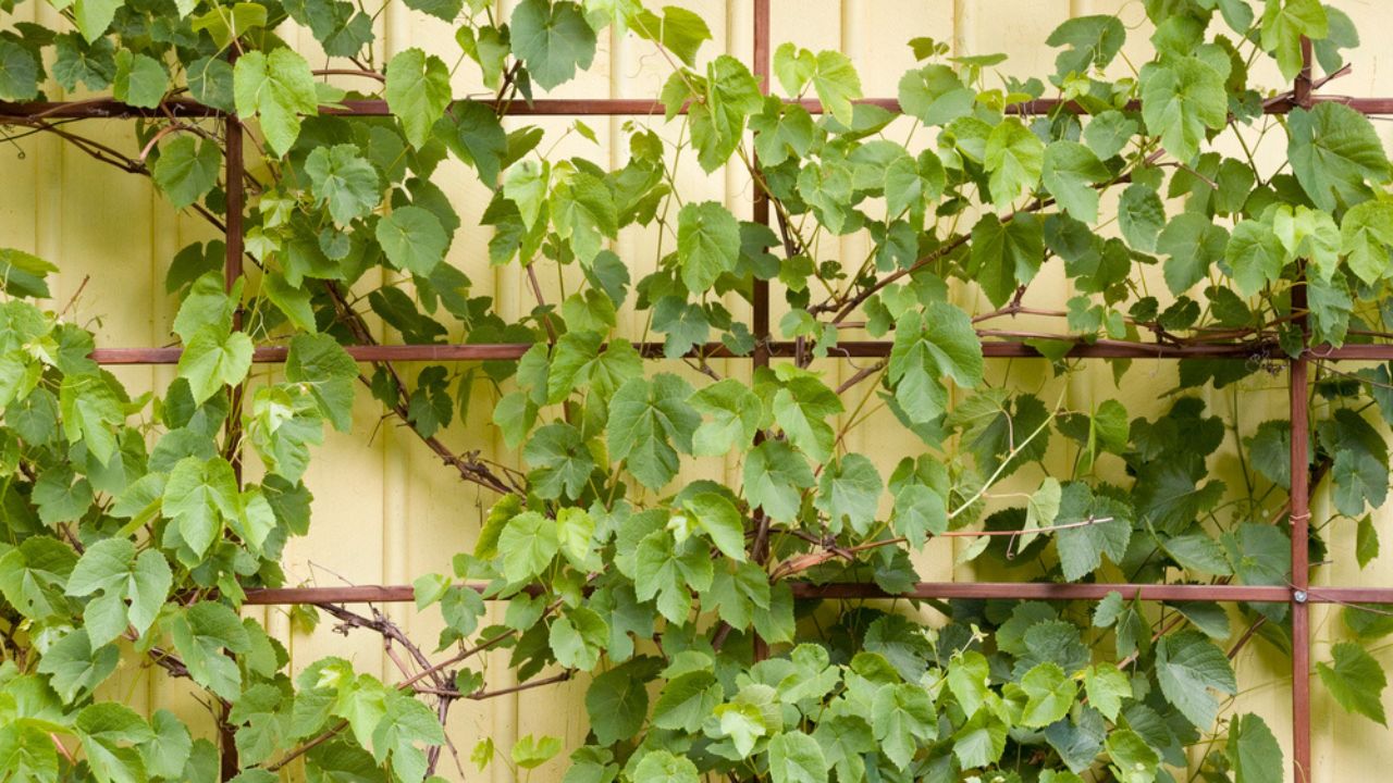 Grape plants as decorative elements in home garden in northern europe countries