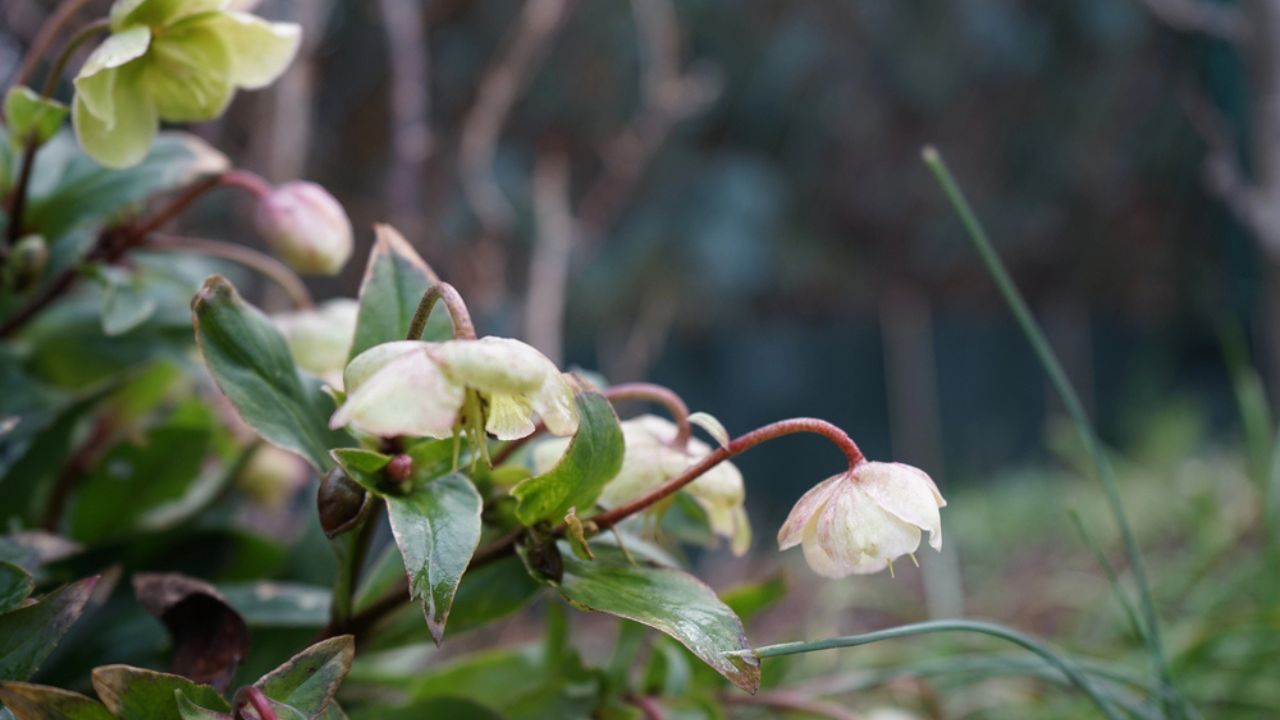 Helleborus sahinii 'Winterbells' in the garden in January. 