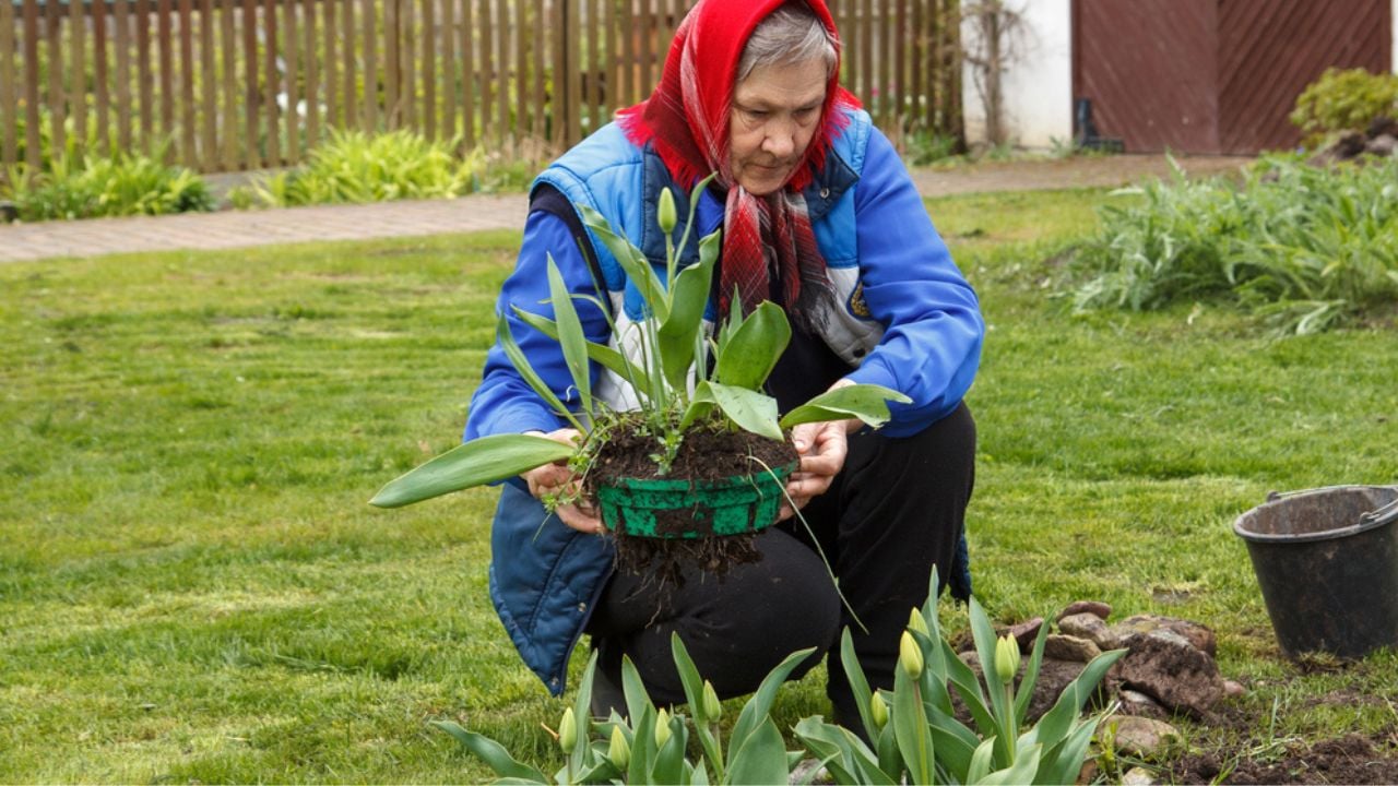 Old lady gardening