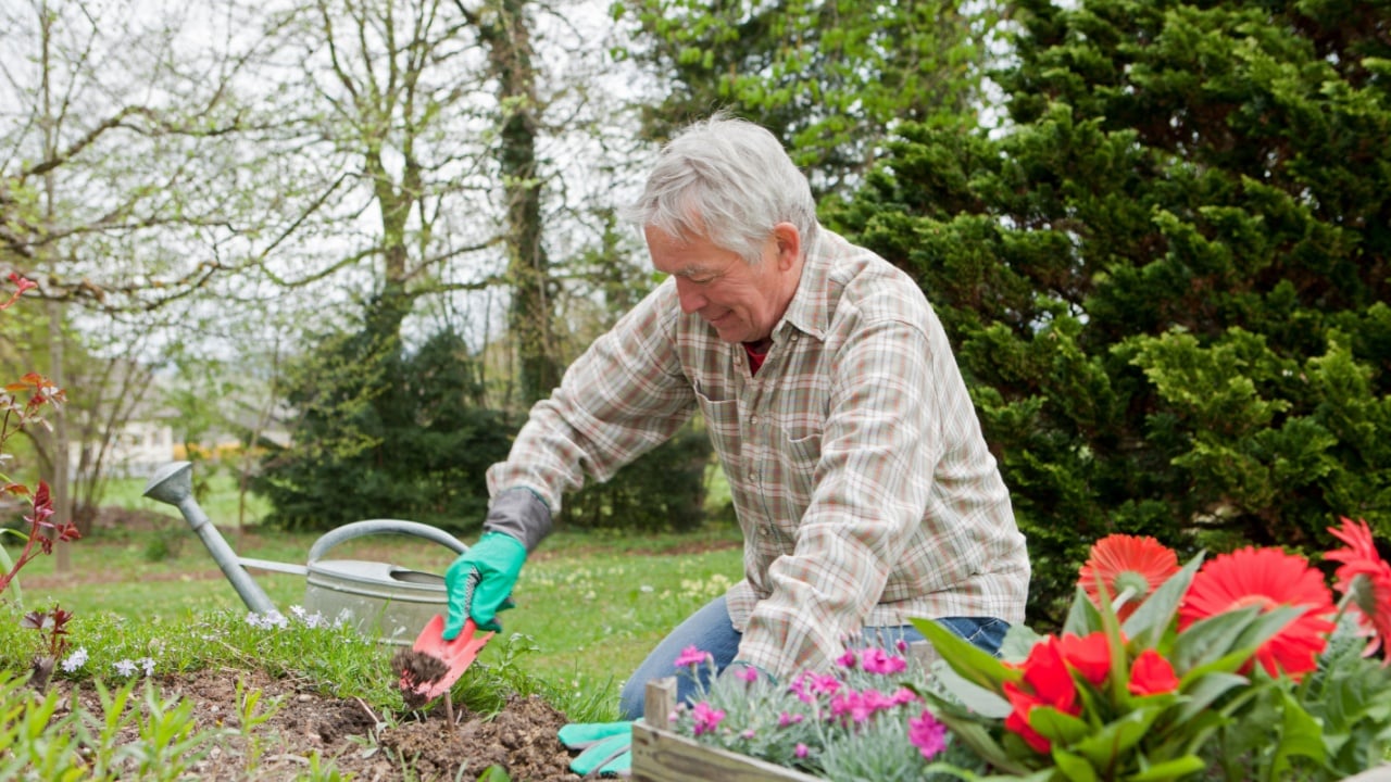 Older man planting flowers in backyard