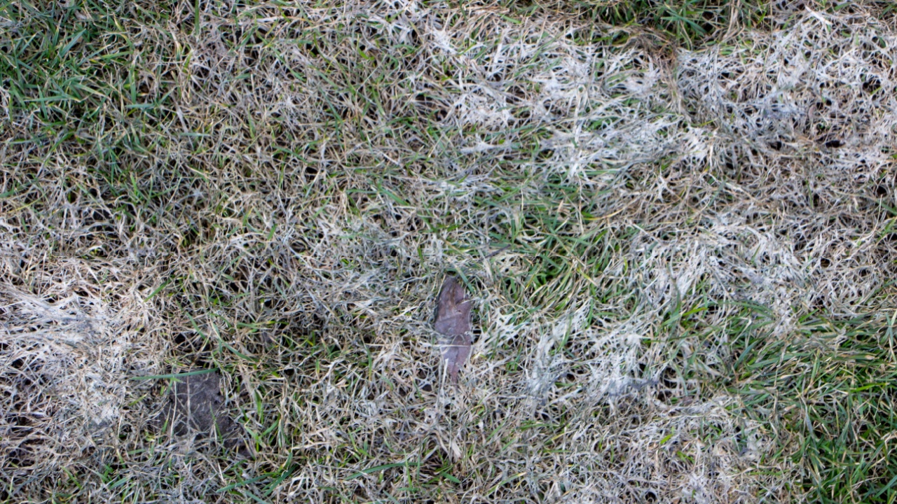 Spring lawn grass affected by grey snow mold Typhula sp. in the April garden
