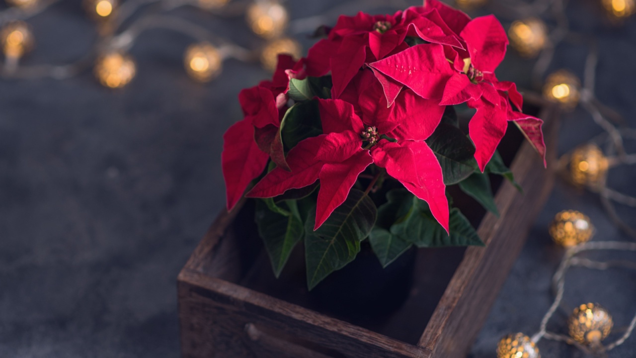 Christmas poinsettia, decoration, winter season and festive flower