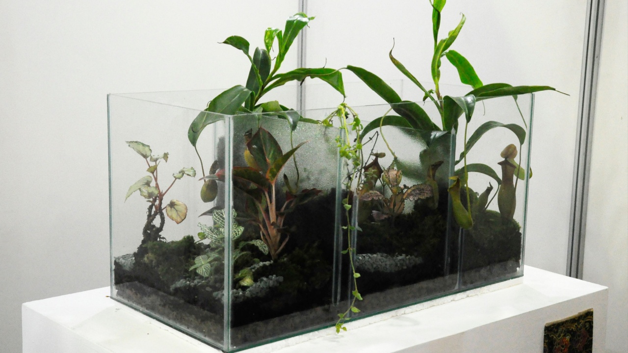 KUALA LUMPUR, MALAYSIA -NOVEMBER 18, 2018: Small plant inside the small glass terrarium. Its bring greenery into indoor space. 