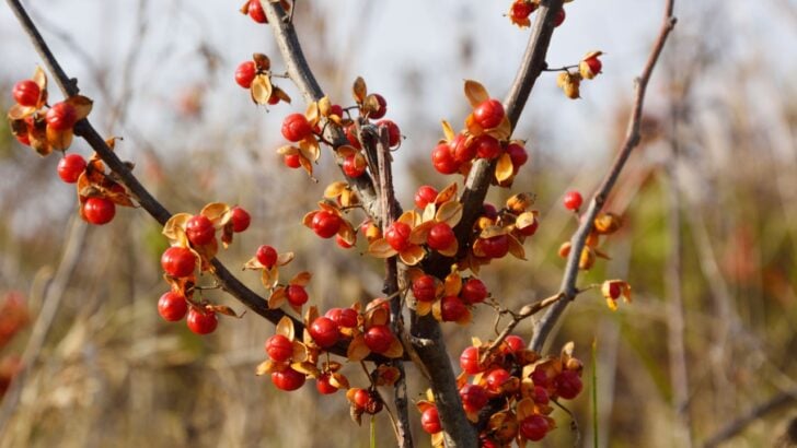 Now Is the Perfect Time to Remove These 6 Invasive Plants