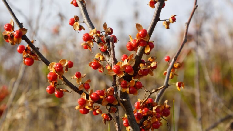Red fruits of Oriental staff vine (Celastrus orbiculatus)