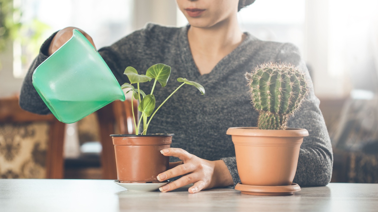 woman hand water with plant on desk