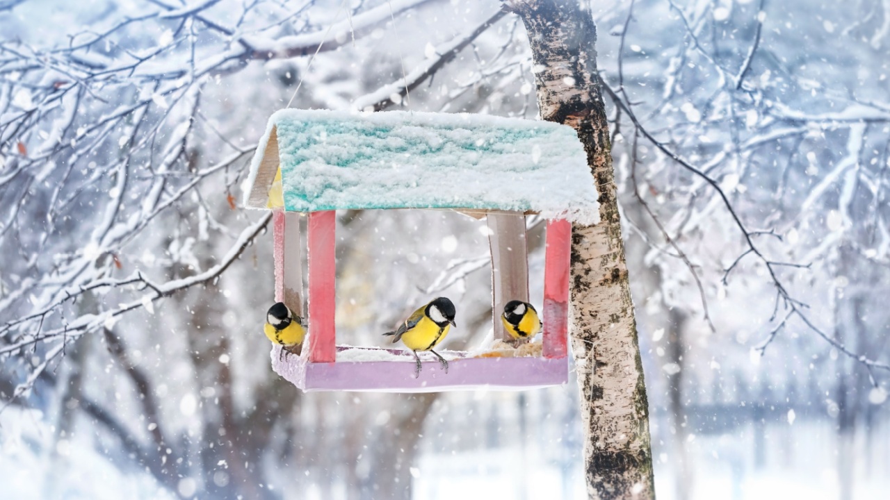 birds on feeder in winter park, snowy nature background. Tit birds (parus major) eating seeds from bird feeder. problem of survival of birds in cold frozen weather. human care of wild nature