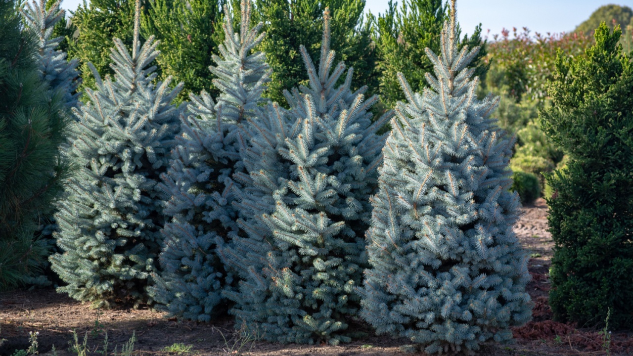 Beautiful young Colorado blue spruce growing on plantation in Netherlands, natural Christmas tree for Christmas holidays