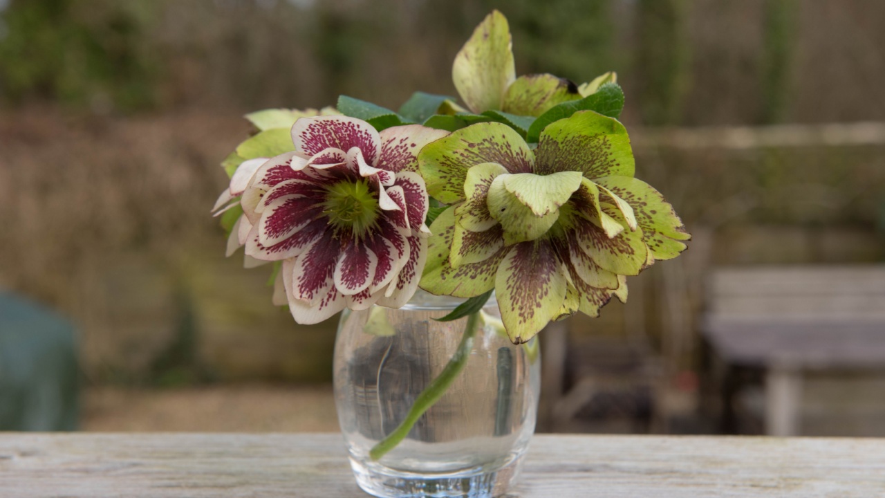 Display of Home Grown Hellebores (Helleborus) in a Glass Vase on an Outdoor Table in a Country Cottage Garden in Rural Devon, England, UK