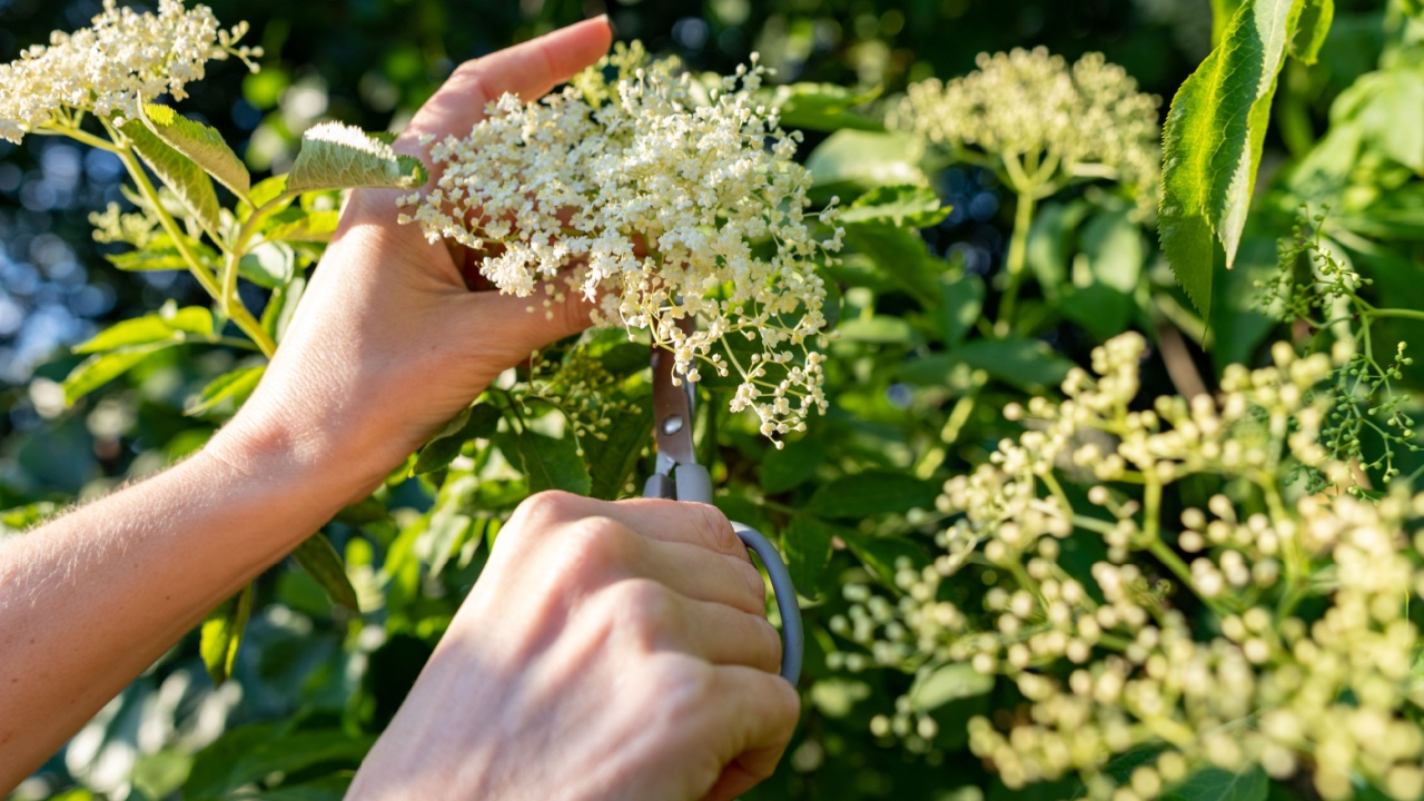 Picking white elderflower flowers. A woman breaking the flowers to prepare a medicinal syrup. Season of the spring.